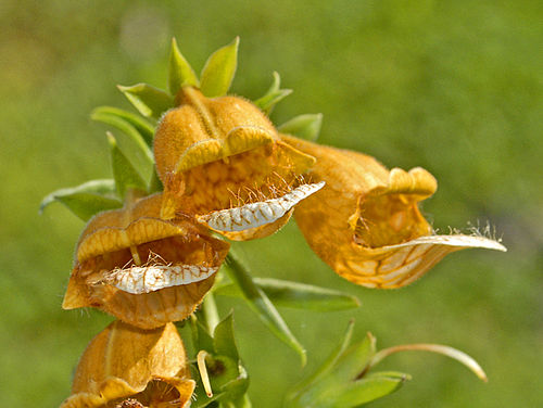 Digitalis laevigata